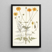 Coreopsis artemisiaefolia - Nikolaus Joseph Freiherr von Jacquin — ingelijst kunstwerk aan de muur