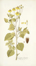 Coreopsis limensis - Nikolaus Joseph Freiherr von Jacquin — weergave van het kunstwerk