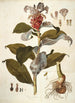 Costus arabicus - Nikolaus Joseph Freiherr von Jacquin — weergave van het kunstwerk