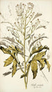 Crambe orientalis - Nikolaus Joseph Freiherr von Jacquin — weergave van het kunstwerk