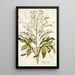 Crambe orientalis - Nikolaus Joseph Freiherr von Jacquin — ingelijst kunstwerk aan de muur