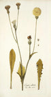 Crepis albida - Nikolaus Joseph Freiherr von Jacquin — weergave van het kunstwerk