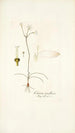 Crinum tenellum - Nikolaus Joseph Freiherr von Jacquin — weergave van het kunstwerk