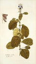 Crotalaria coerulea - Nikolaus Joseph Freiherr von Jacquin — weergave van het kunstwerk