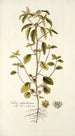 Croton glandulosum - Nikolaus Joseph Freiherr von Jacquin — weergave van het kunstwerk