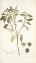 Croton punctatum - Nikolaus Joseph Freiherr von Jacquin — weergave van het kunstwerk