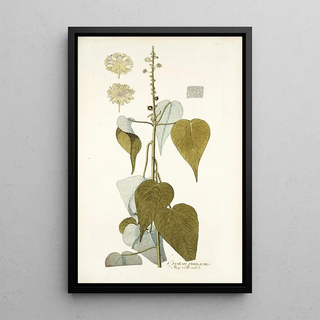 Nikolaus Joseph Freiherr von Jacquin - Croton pungens.webp