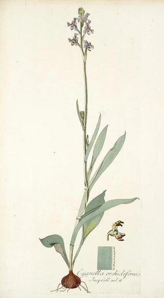 Nikolaus Joseph Freiherr von Jacquin - Cyanella orchidiformis.webp