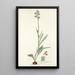 Cyanella orchidiformis - Nikolaus Joseph Freiherr von Jacquin — ingelijst kunstwerk aan de muur