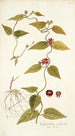 Cynanchum carolinense - Nikolaus Joseph Freiherr von Jacquin — weergave van het kunstwerk
