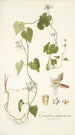 Cynanchum monspeliacum - Nikolaus Joseph Freiherr von Jacquin — weergave van het kunstwerk