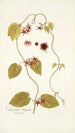 Cynanchum obliquum - Nikolaus Joseph Freiherr von Jacquin — weergave van het kunstwerk