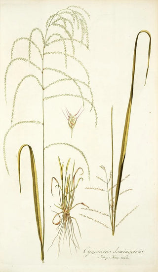 Nikolaus Joseph Freiherr von Jacquin - Cynosurus domingensis.webp