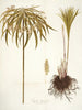 Cyperus alternifolius - Nikolaus Joseph Freiherr von Jacquin — weergave van het kunstwerk