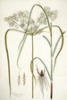 Cyperus distans - Nikolaus Joseph Freiherr von Jacquin — weergave van het kunstwerk