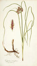 Cyperus tenuiflorus - Nikolaus Joseph Freiherr von Jacquin — weergave van het kunstwerk