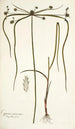 Cyperus viscosus - Nikolaus Joseph Freiherr von Jacquin — weergave van het kunstwerk