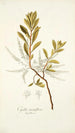 Cyrilla racemiflora - Nikolaus Joseph Freiherr von Jacquin — weergave van het kunstwerk