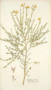 Cytisus tener - Nikolaus Joseph Freiherr von Jacquin — weergave van het kunstwerk