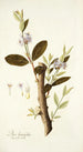 Dais laurifolia - Nikolaus Joseph Freiherr von Jacquin — weergave van het kunstwerk