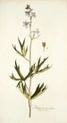Delphinium urceolatum - Nikolaus Joseph Freiherr von Jacquin — weergave van het kunstwerk