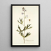Delphinium urceolatum - Nikolaus Joseph Freiherr von Jacquin — ingelijst kunstwerk aan de muur