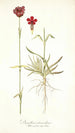 Dianthus atrorubens - Nikolaus Joseph Freiherr von Jacquin — weergave van het kunstwerk