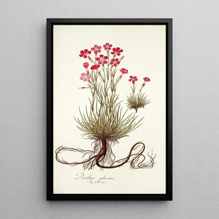 Nikolaus Joseph Freiherr von Jacquin - Dianthus sylvestris.webp