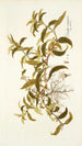 Diodia virginica - Nikolaus Joseph Freiherr von Jacquin — weergave van het kunstwerk