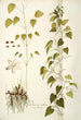 Dioscorea villosa - Nikolaus Joseph Freiherr von Jacquin — weergave van het kunstwerk