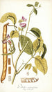 Dolichos acinaciformis - Nikolaus Joseph Freiherr von Jacquin — weergave van het kunstwerk