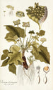 Dorstenia contrajerva - Nikolaus Joseph Freiherr von Jacquin — weergave van het kunstwerk