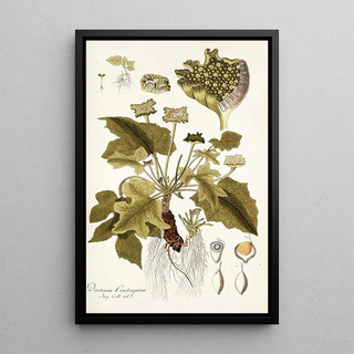 Nikolaus Joseph Freiherr von Jacquin - Dorstenia contrajerva.webp