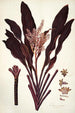 Dracaena terminalis - Nikolaus Joseph Freiherr von Jacquin — weergave van het kunstwerk