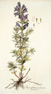 Dracocephalum austriacum - Nikolaus Joseph Freiherr von Jacquin — weergave van het kunstwerk