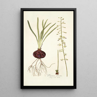 Nikolaus Joseph Freiherr von Jacquin - Drimia ciliaris.webp