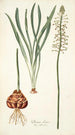 Drimia elata - Nikolaus Joseph Freiherr von Jacquin — weergave van het kunstwerk