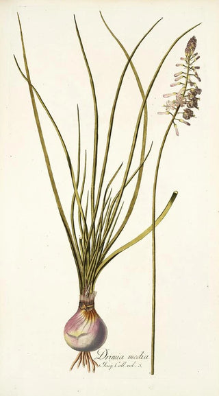 Nikolaus Joseph Freiherr von Jacquin - Drimia media.webp