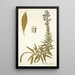 Echium candicans - Nikolaus Joseph Freiherr von Jacquin — ingelijst kunstwerk aan de muur