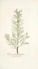 Echium glaucophyllum - Nikolaus Joseph Freiherr von Jacquin — weergave van het kunstwerk