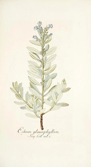 Nikolaus Joseph Freiherr von Jacquin - Echium glaucophyllum.webp