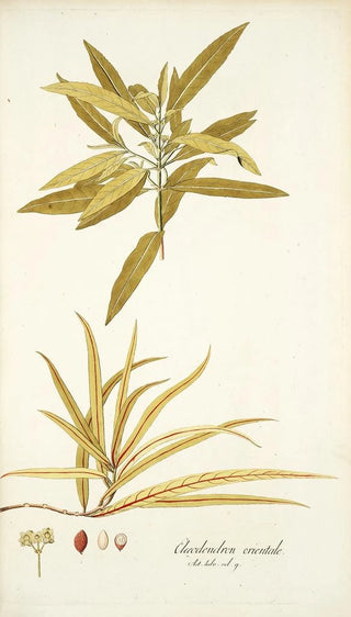 Nikolaus Joseph Freiherr von Jacquin - Elaeodendron orientale.webp