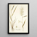 Elymus hystrix - Nikolaus Joseph Freiherr von Jacquin — ingelijst kunstwerk aan de muur