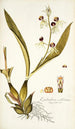 Epidendrum cochleatum - Nikolaus Joseph Freiherr von Jacquin — weergave van het kunstwerk