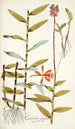 Epidendrum elongatum - Nikolaus Joseph Freiherr von Jacquin — weergave van het kunstwerk