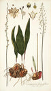 Eriospermum lanceaefolium - Nikolaus Joseph Freiherr von Jacquin — weergave van het kunstwerk