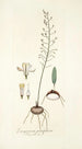 Eriospermum parvifolium - Nikolaus Joseph Freiherr von Jacquin — weergave van het kunstwerk