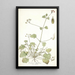 Erodium ribifolium - Nikolaus Joseph Freiherr von Jacquin — ingelijst kunstwerk aan de muur