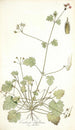 Erodium ribifolium - Nikolaus Joseph Freiherr von Jacquin — weergave van het kunstwerk