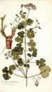 Erodium trilobatum - Nikolaus Joseph Freiherr von Jacquin — weergave van het kunstwerk